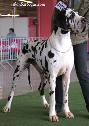 dogue allemand al-azhar