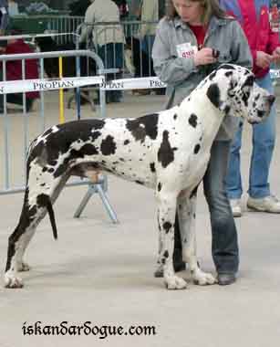 Dogue Allemand Utanapishtim D Iskandar